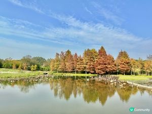 天水圍紅葉❤️🧡💛💚💙