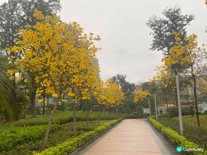 石湖墟賽馬會遊樂場🌸 春天金黃夢