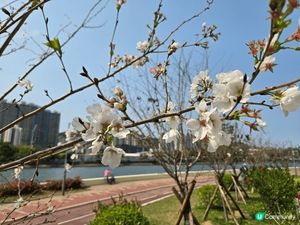 沙田石門安景街公園，城門河畔種有十幾棵櫻花樹，遊人可近距離欣