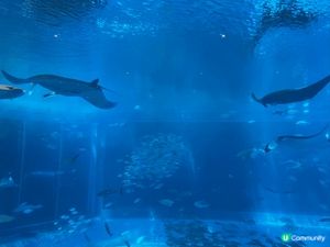 沖繩美麗海水族館
由那霸市出發開車只係需要約兩小時車程。水族