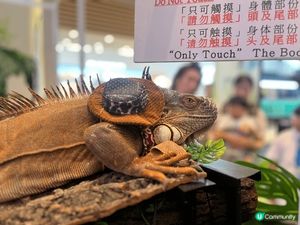 合和商場異寵展！🐢🦎 暑假必去！