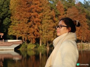 深圳打卡｜仙湖落羽松🍂靚爆🩵