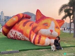 巨貓登場！🐈 維港晒月亮！😴