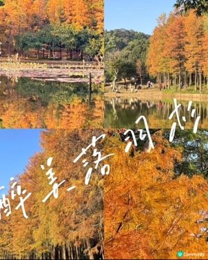 🍂醉美落羽杉🍂