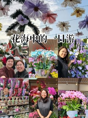 北上深圳荷蘭小鎮行花市，歎藍花賞金魚食打糕