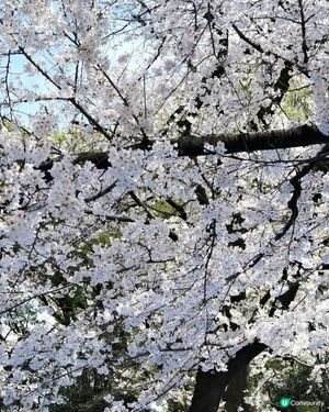 東京賞櫻攻略🇯🇵上野公園🌸人山人海！