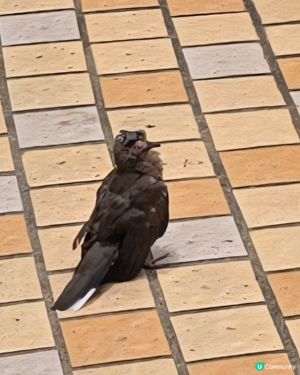 

鸚鵡 萌寵 UCreator #韓式髮型神器#淨白透亮5