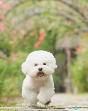 户外寵物攝影師