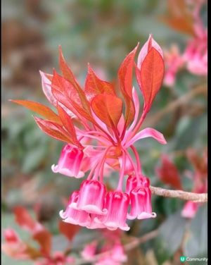 山頂花園吊鍾花🌺