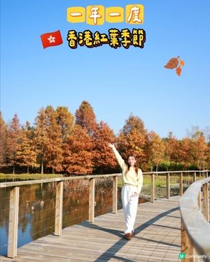 香港熱點🍁🍂天水圍濕地公園落羽松