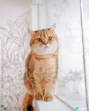 去左靚靚餐廳打卡