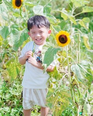 🌻 信芯園：與向日葵的一小時🌻