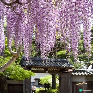 新潟紫藤花🌸 開催啦！北方文化博物館打卡📸️