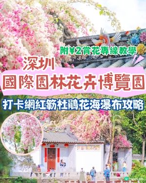 深圳國際園林花卉博覽園📸打卡簕杜鵑花海瀑布攻略😍附¥2賞花專線交通教學‼️