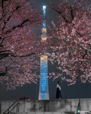 東京賞夜櫻🌸 超詳盡整理 必收藏