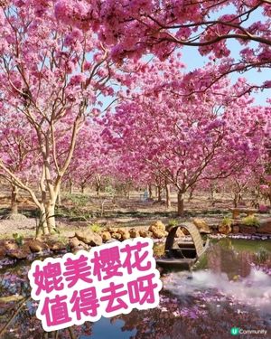 🌸我愛花花之🌸江門紫花風鈴🌸粉紅花海勁過京都🌸🤩 