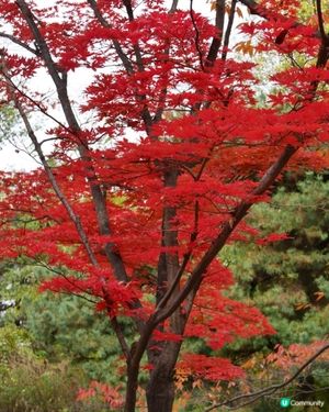大棠紅葉🍁！拍拖郊遊吸氧氣！🥰 靚爆！
