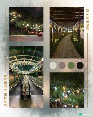 紫色花海夢幻夜 💜🌸