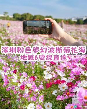 深圳地鐵6號線直達波斯菊花海🌸附3大打卡攻略及路線圖