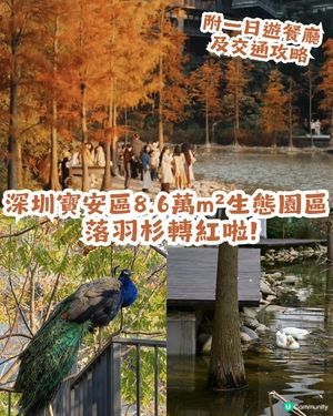 深圳寶安區8.6萬㎡生態園區落羽杉轉紅啦! 附一日遊餐廳+交通攻略