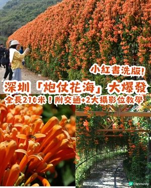 深圳限定！210米「炮仗花海」大爆發🌺橙紅花海超壯觀😍附交通+2大攝影位教學！