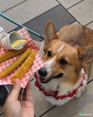 寵物遊樂天堂西沙go park