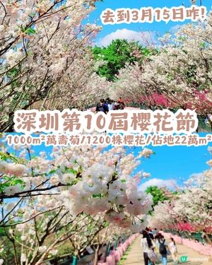 深圳第10屆櫻花節限時30日🌸! 佔地22萬㎡/1200株櫻花/1000㎡萬壽菊花海                                    