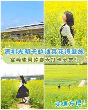 深圳光明千畝油菜花海盛開🏵️宮崎駿同款春日限定景色必打卡😍仲免費入場💛