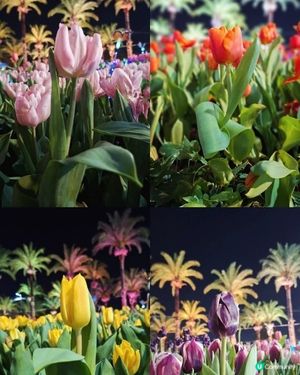 【生態】暢遊花海🪻 走入微型嘅世界🔎