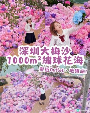 深圳大梅沙1000m²繡球花海🌸鄰近Outlet、地鐵站！附3大打卡位及影相姿勢參考