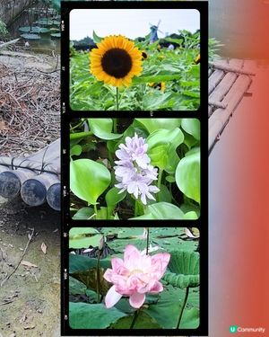 元朗📍生態 | 向日葵盛放 捉緊最後時光 🌻