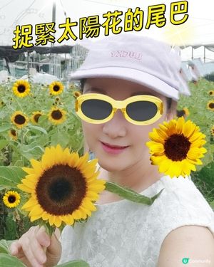 🌻我愛花花🌻信芯園最後金黃花海🌻⏳