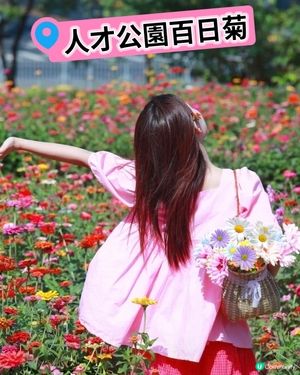 我愛花花之🌼深圳必去！絕美百日菊花海💐