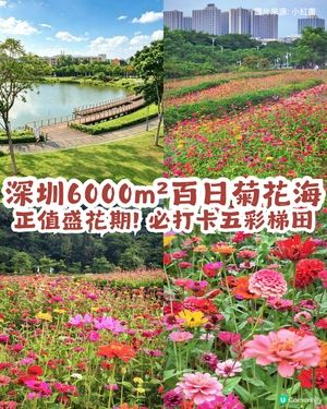 深圳6000m²百日菊花海🌸免門票! 必打卡五彩梯田💐