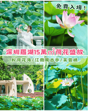 深圳羅湖洪湖公園荷花盛放🪷免費打卡📸黃瓦亭配粉荷隨手影出江南風情🍃