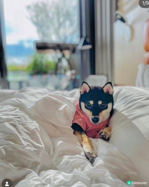 西貢Dogcation 之選