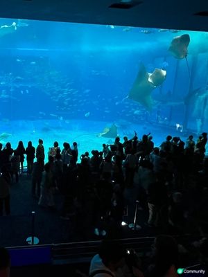 去亞洲最大的水族館🐋一睹鯨鯊