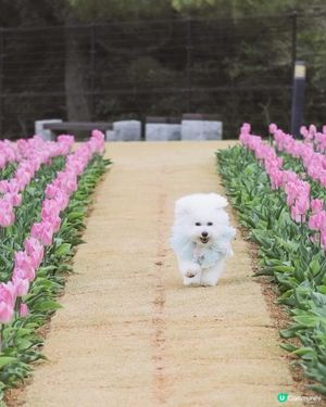 跑跳自由！草地撒野 🐶🌿 過萬呎草地任跑