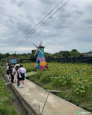 信芯園睇向日葵