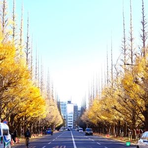 東京銀杏大道📸金黃閃耀 ✨