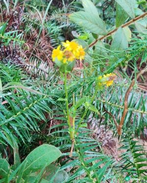 草叢中的小黃菊