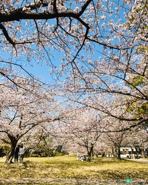 舞鶴公園賞櫻🌸