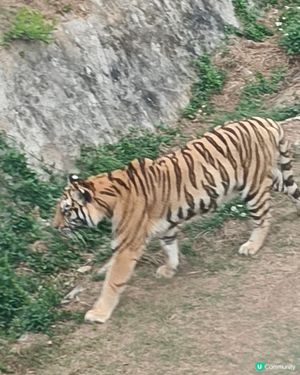 深圳野生動物園