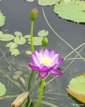 6月荷花盛開