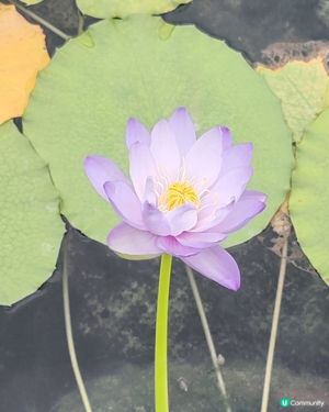 6月荷花盛開