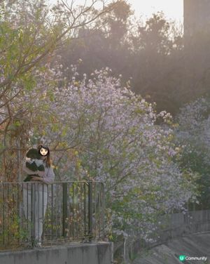屯門河畔港版河津櫻盛開🌸
