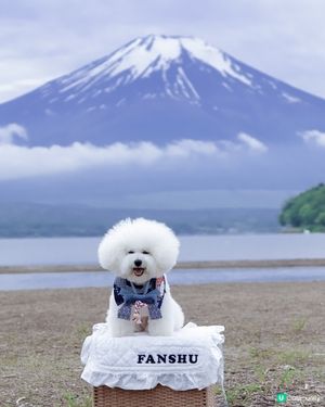 帶狗去富士山🗻！完成人生必去夢想清單✅！靚到爆！😍