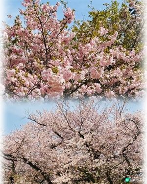福岡春日賞櫻好去處🌸🌸