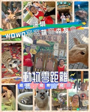 深圳 WOWO窩窩萌寵森友會|動物零距離