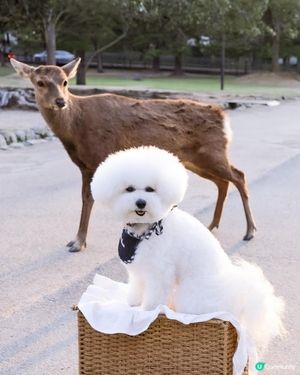 帶狗去日本🇯🇵奈良旅行必打卡｜小鹿既可爱日常🩷